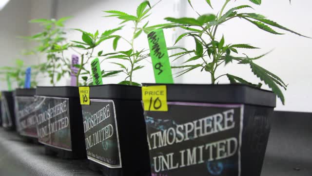 How To Grow Weed At Home: A Step-by-step Guide for Beginners