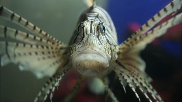 Documentary targets invasive lionfish in waters off Florida