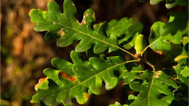 Deadly oak fungus imperils local trees