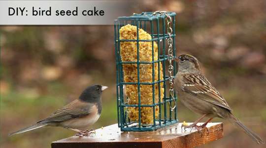 Make Suet Cakes At Home To Feed Birds Through Winter