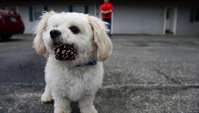 Watch Meet Ocean Citys Internet Sensation The Pine Cone Dog