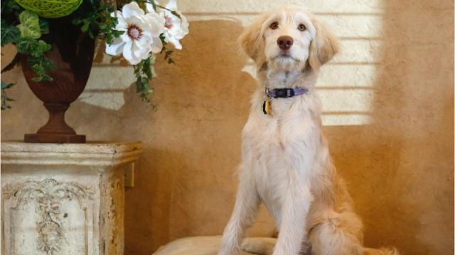 This Springfield funeral home now has a comfort dog on staff