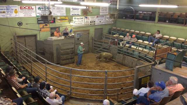 Drought drives cattle sales at Staunton Stockyard