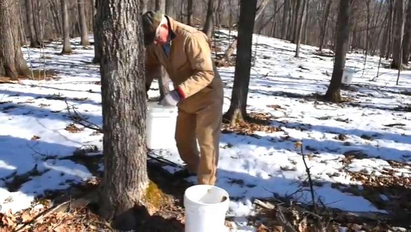 Maple syruping at SJU: It all boils down to hard work