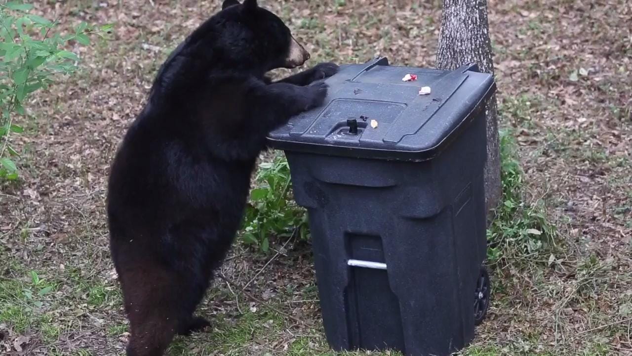 Answer Man: Why no bear-proof trash cans in Asheville?