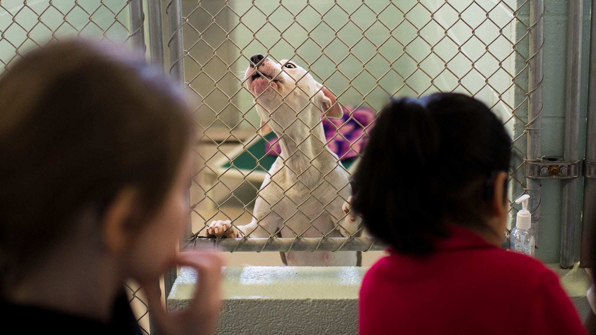 Petway youngsters show puppies love at SPCA