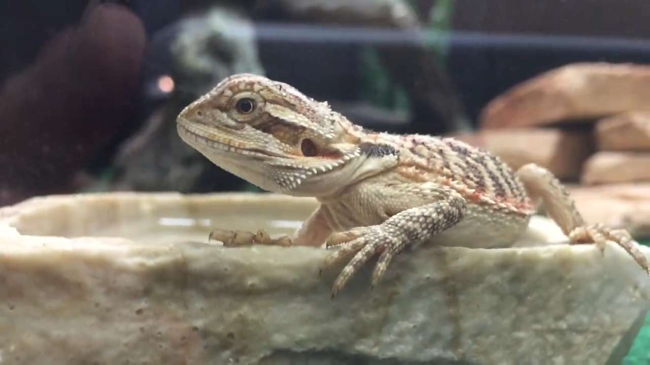 pet supplies plus lizards