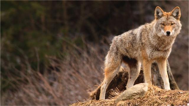 Coyote Coyote