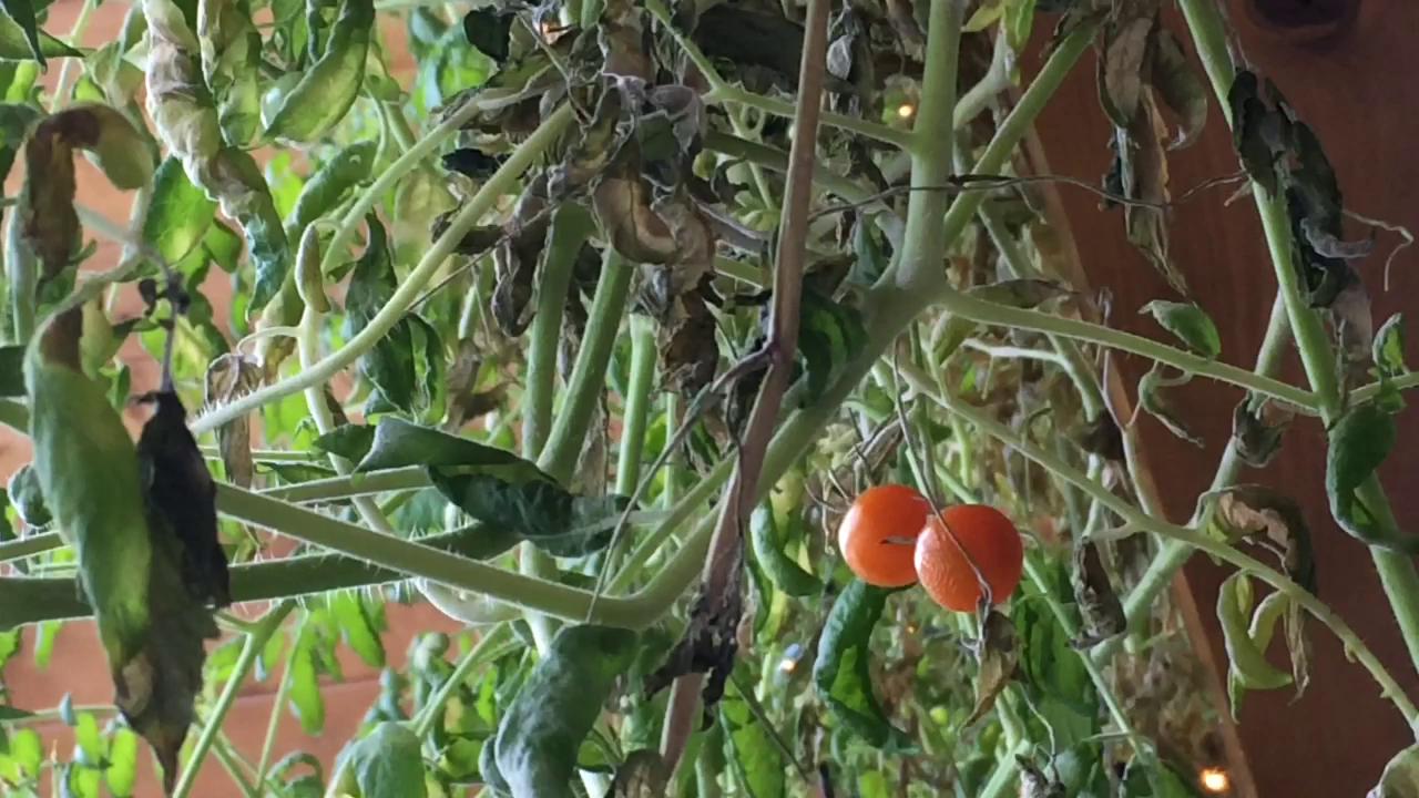 Gift of graft: Grow heirloom tomatoes on more hardy varieties