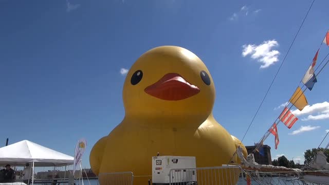 World's Largest Rubber Duck: Everything you wanted to know about