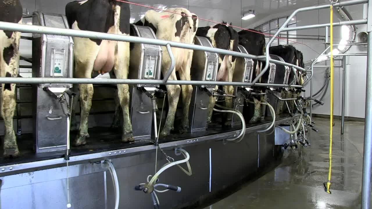 Lawsuit Could Limit Authority Of Wisconsin Dnr Over Large Dairy Farms