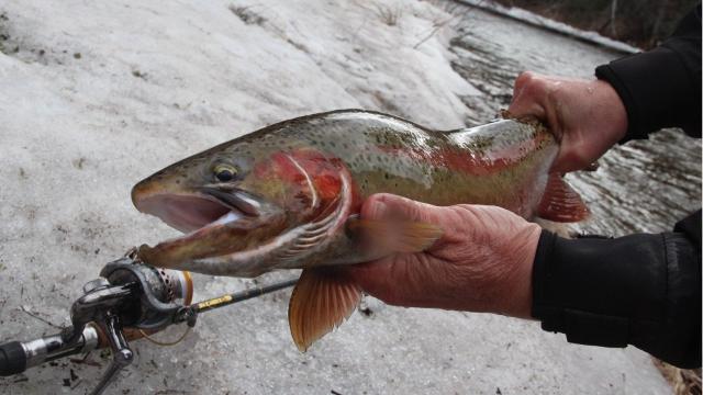 Steelhead fishing on the Brule River